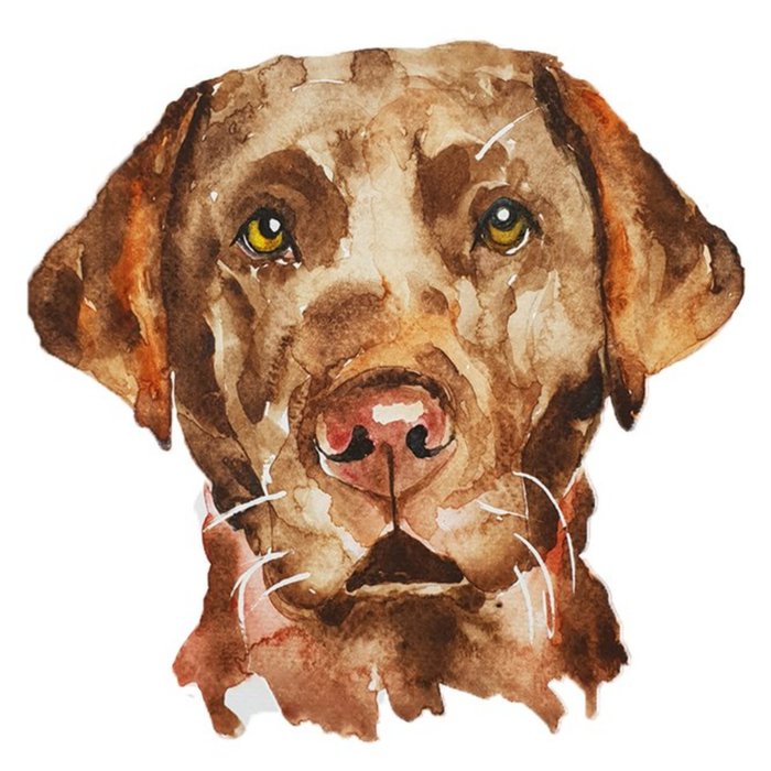 Illustrated Watercolour Brown Labrador Just A Note Card