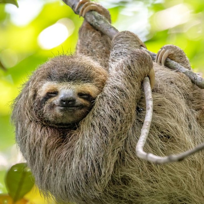Sloth Hanging from Tree Just a Note Card