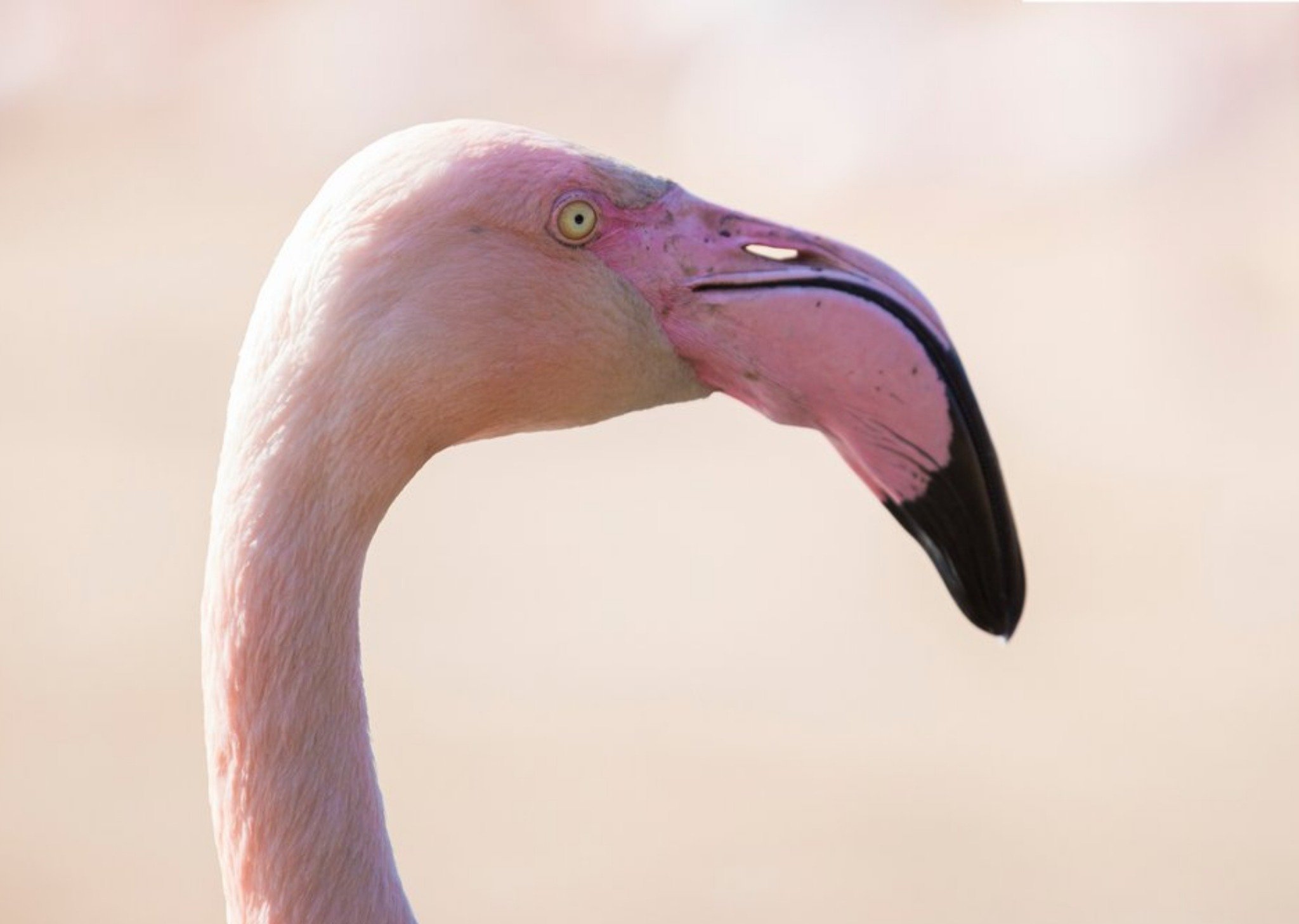 Moonpig Photo Of Flamingo Bird Card Ecard