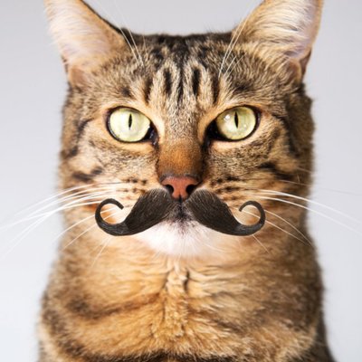 Cool Cat With A Moustache Card