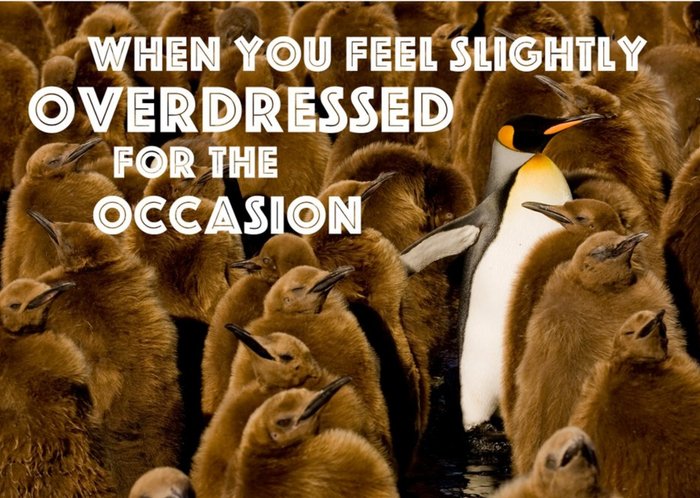 Plenty Of Penguins Overdressed For The Occasion Card