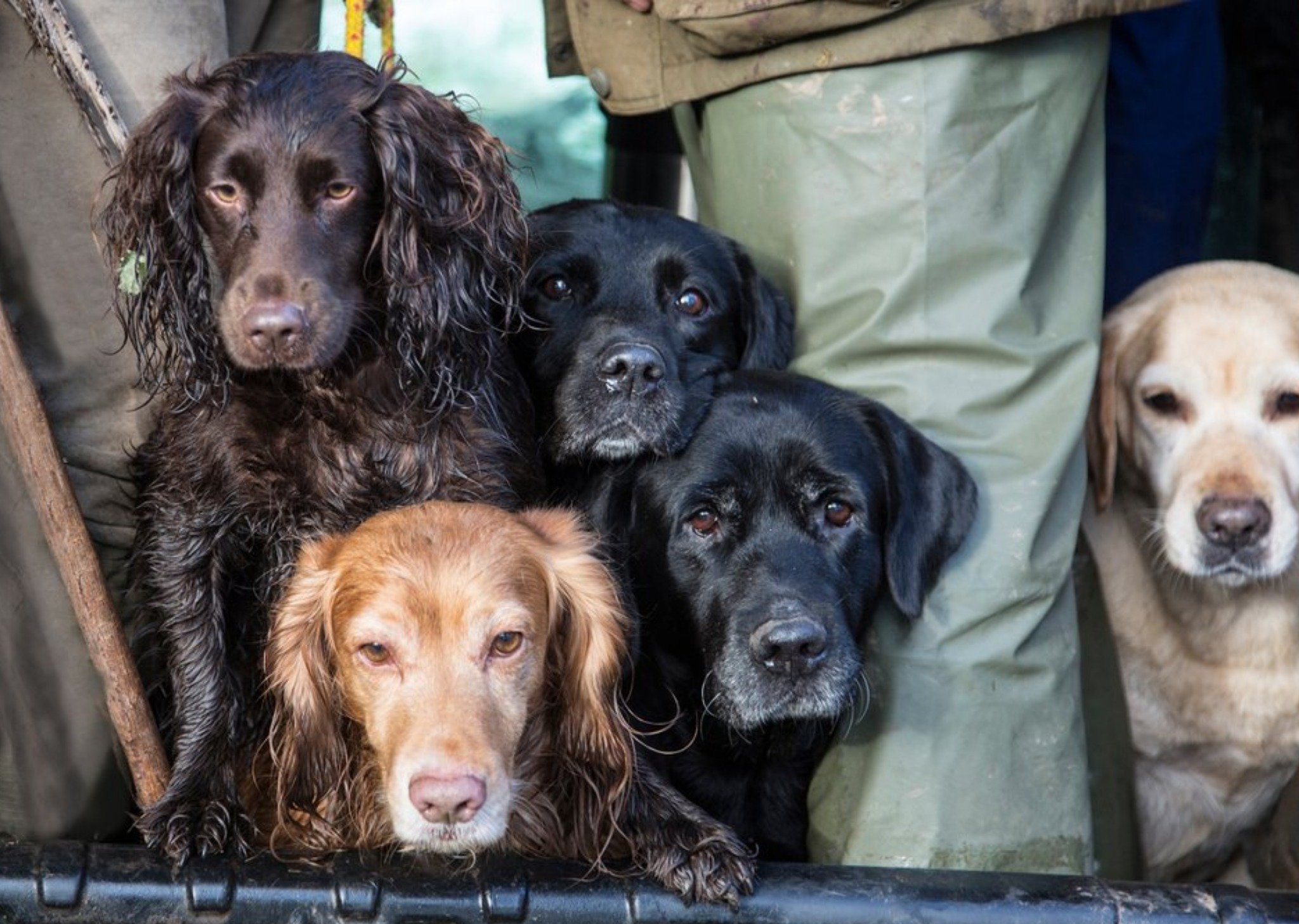 Photo Of Labradors And Spaniel Dog Card Ecard