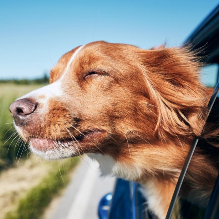 Cute Happy Retriever Dog Smiling In The Wind Card