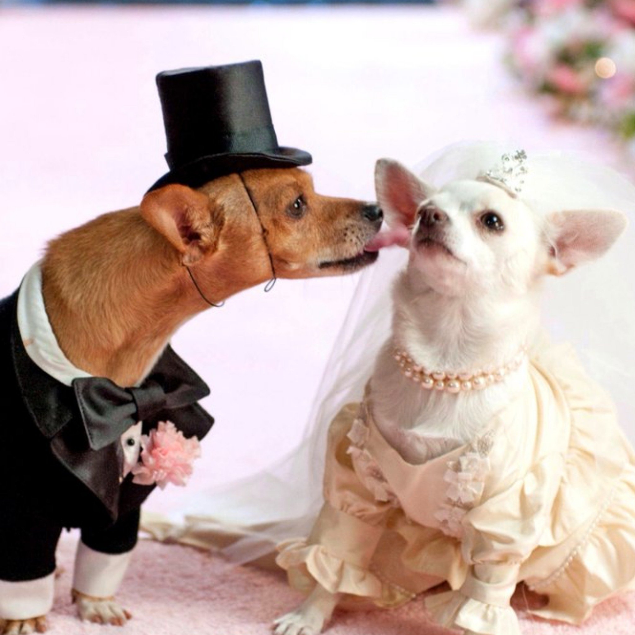 Cute Photographic Chihuahua Dog Wedding Card, Square