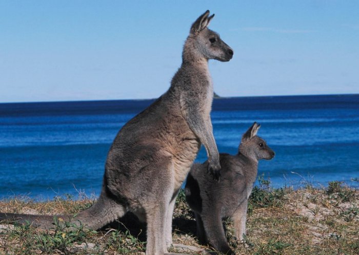 Kangaroo With Joey On Beach Personalised Greetings Card