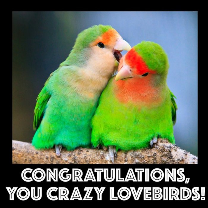 Congratulations Crazy Lovebirds Card