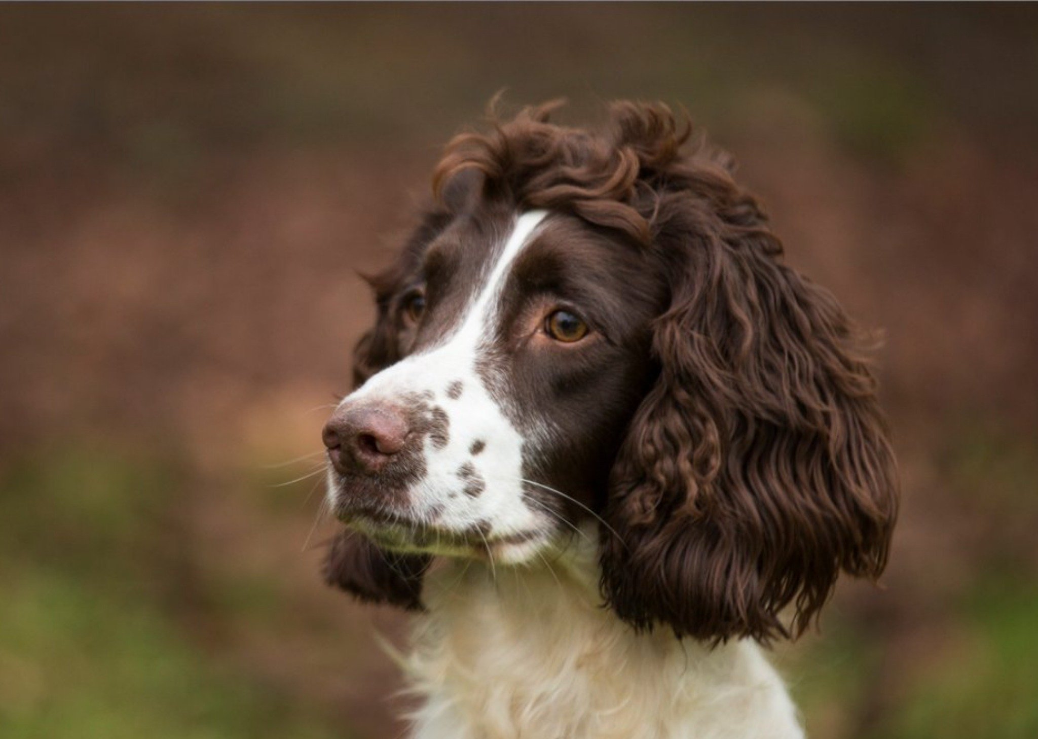 Photo Of Springer Spaniel Card