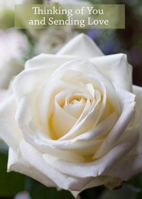 Photographic White Rose Thinking of You Card