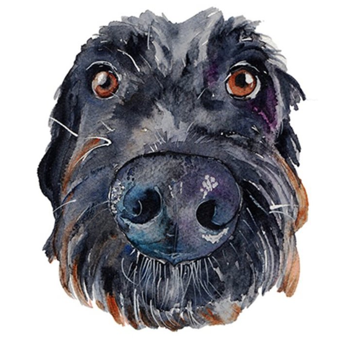 Illustrated Watercolour Black Labradoodle Dog Just A Note Card