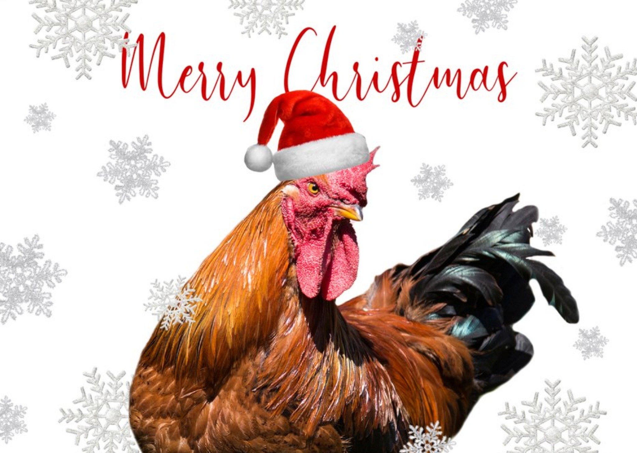 Moonpig Photo Of Chicken Merry Christmas Card Ecard