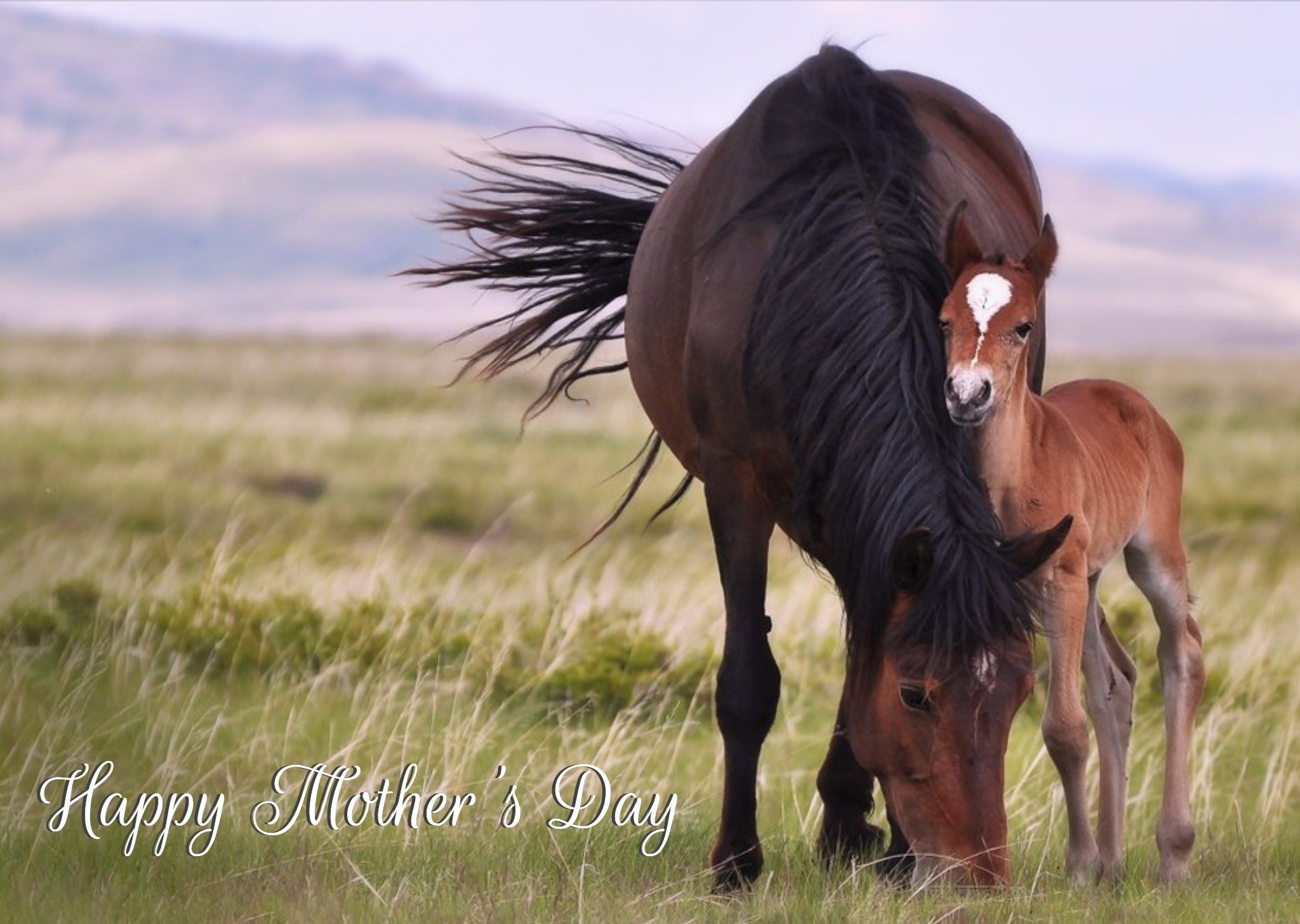 Horses In The Countryside Cute Happy Mother's Day Card Ecard