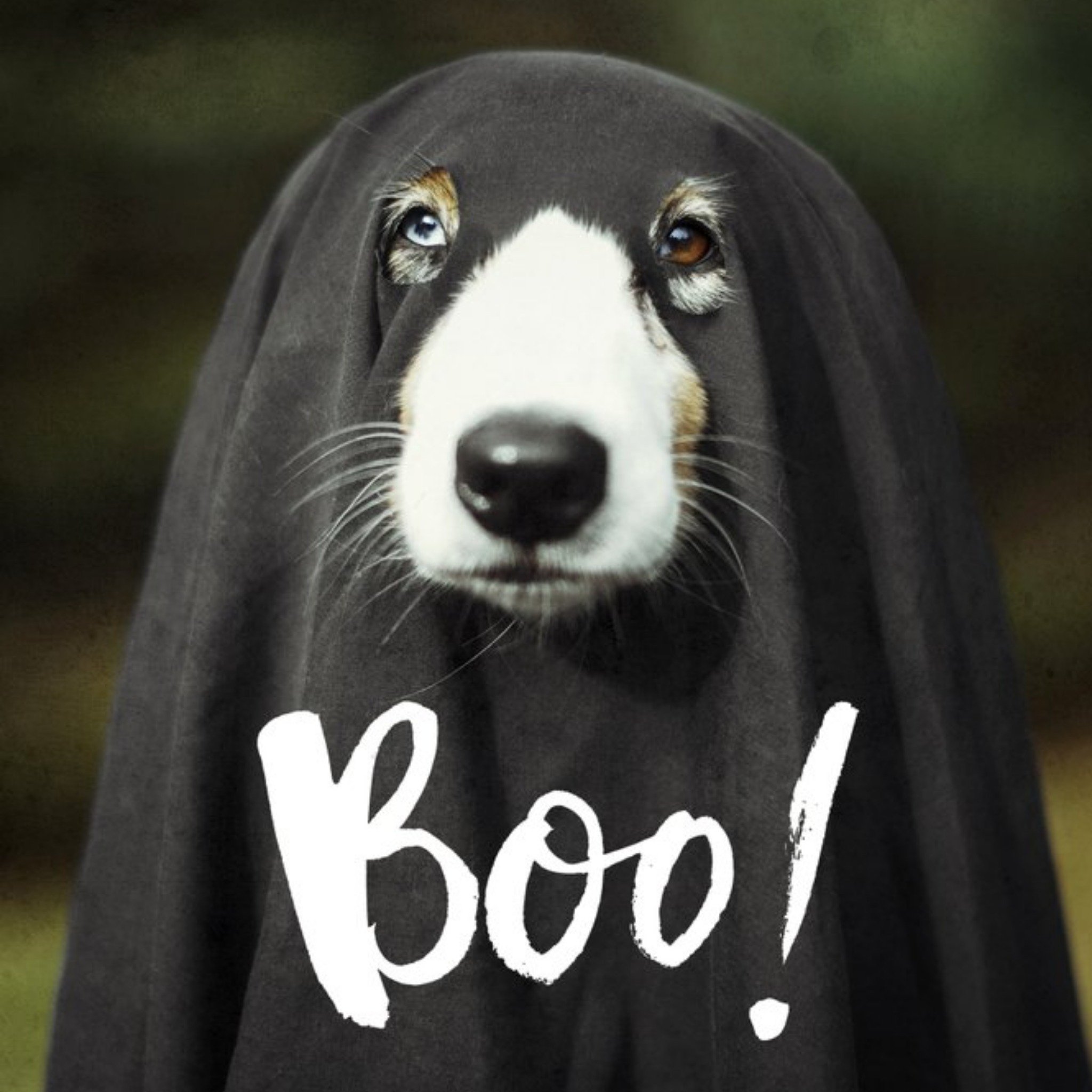 Doggie Ghost Halloween Card, Square