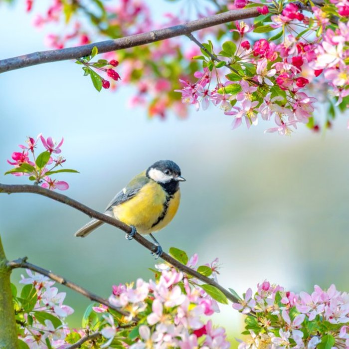 Photographic Cherry Blossom Tree Bird Card | Moonpig