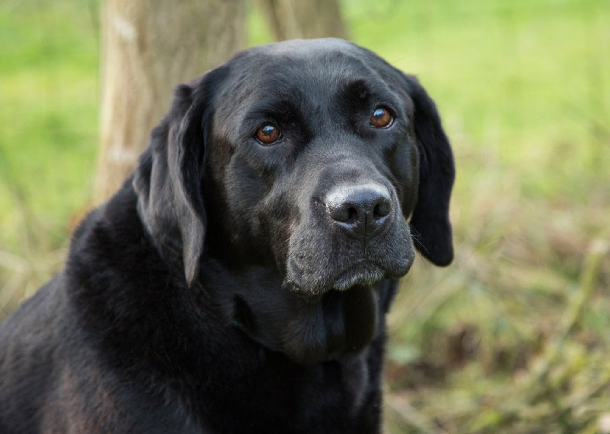 Photo Of Black Labrador Dog Card Ecard