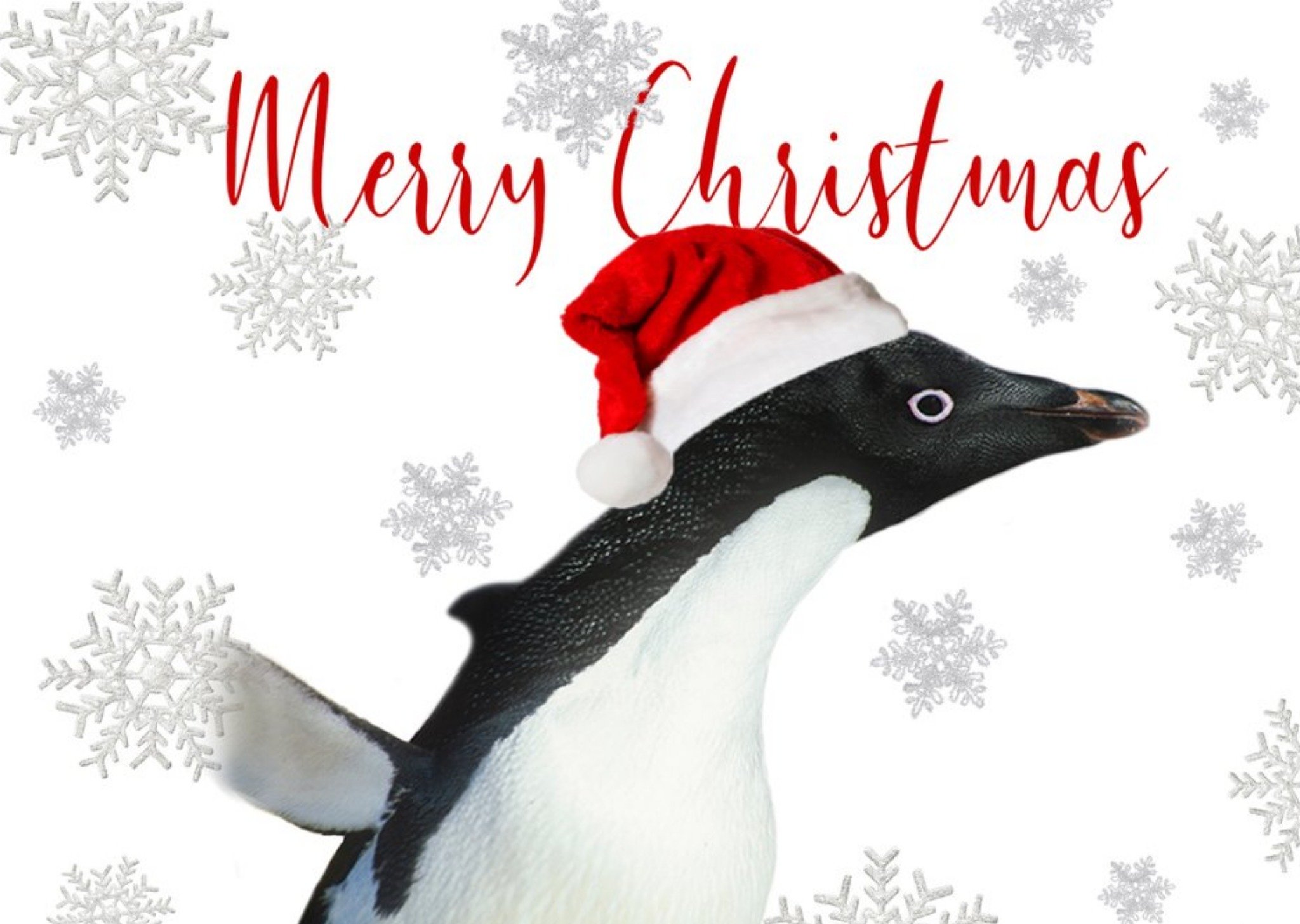 Moonpig Photo Of Penguin Merry Christmas Card Ecard