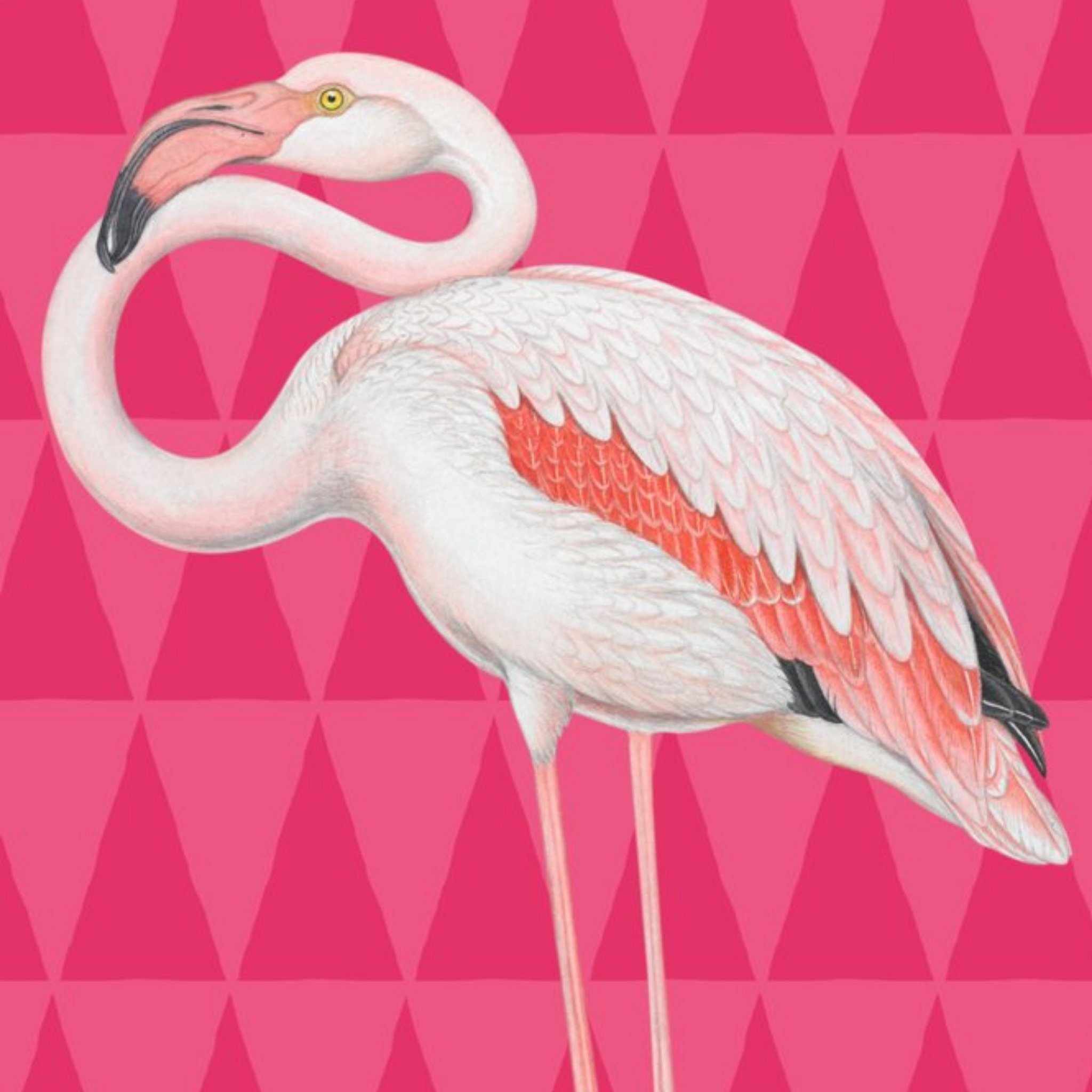 The Natural History Museum Bright Pink Flamingo Card, Large
