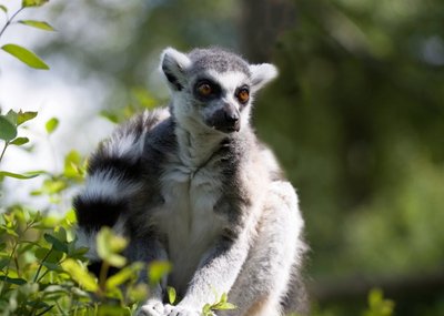 Photo of Lemur Card