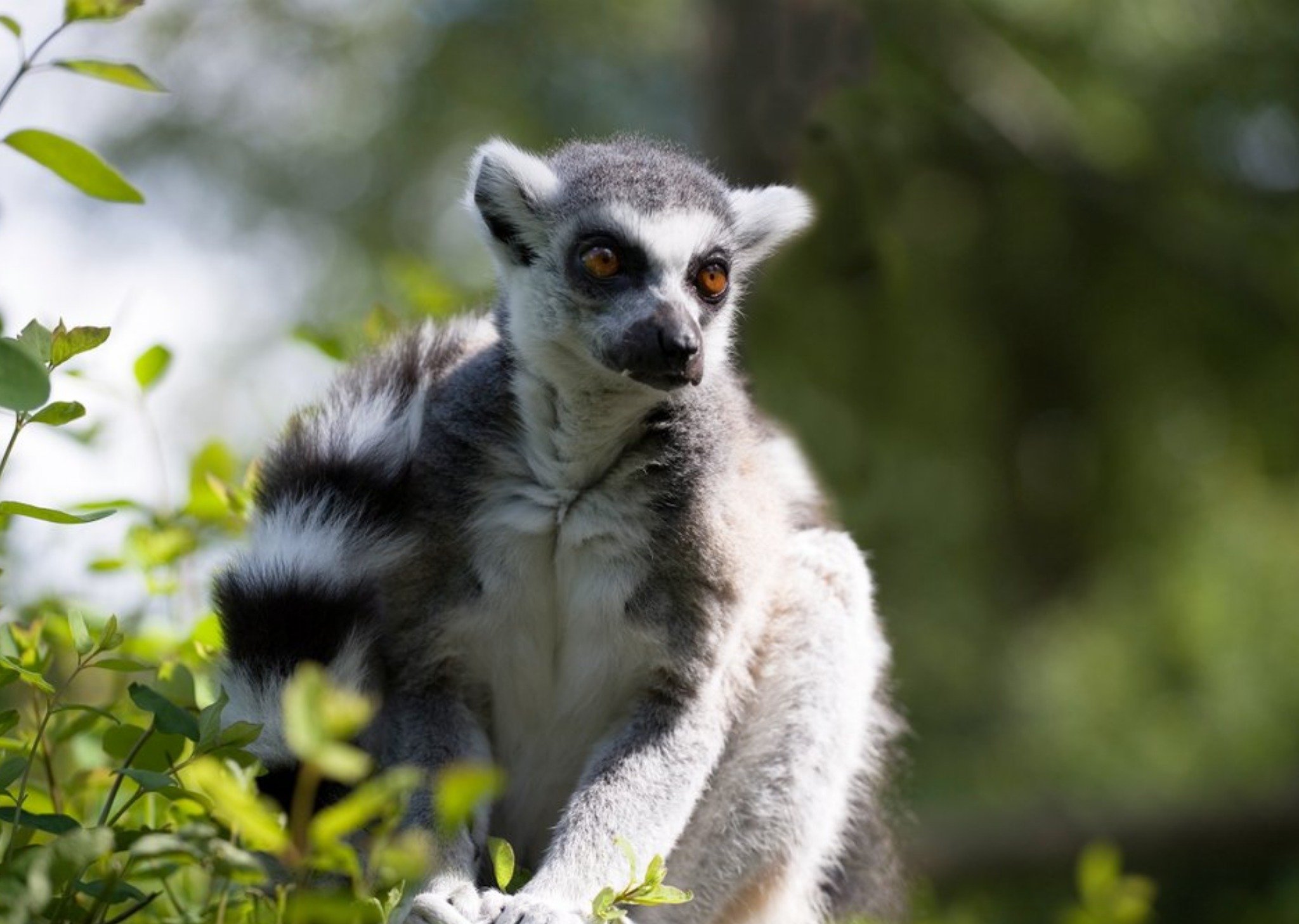 Photo Of Lemur Card