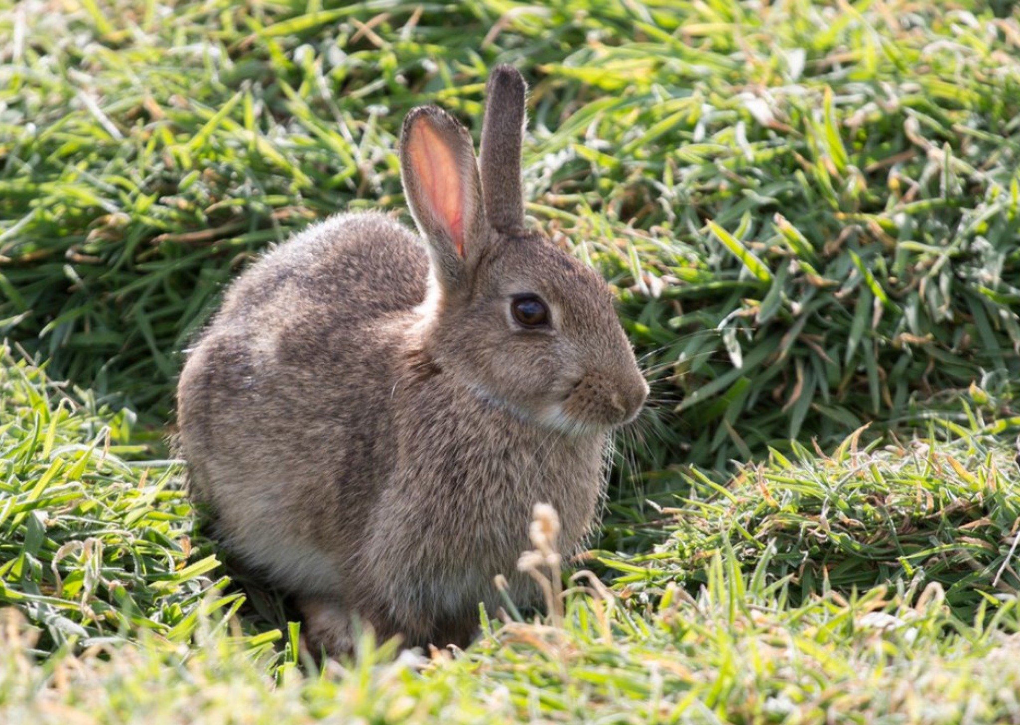 Photo Of Brown Rabbit Card Ecard