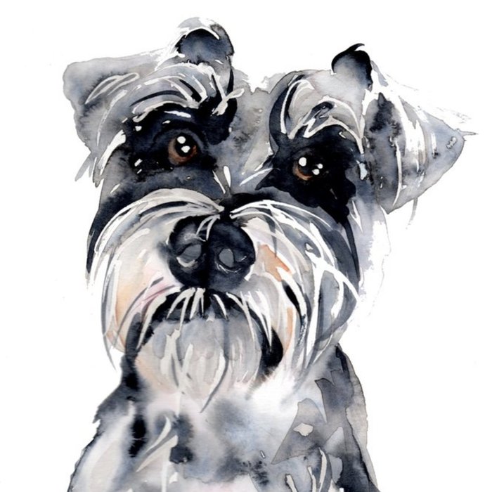 Illustrated Watercolour Schnauzer Dog Just A Note Card