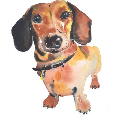 Illustrated Watercolour Sausage Dog Just A Note Card