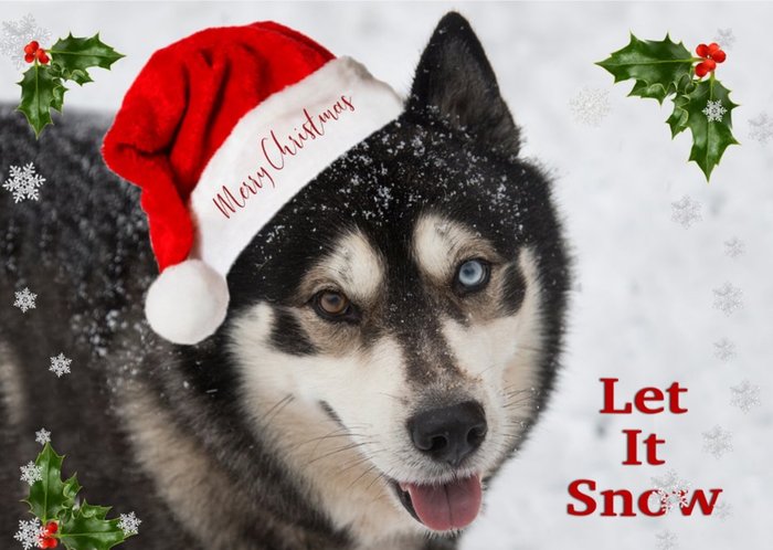 Photo Of Dog Husky Let It Snow Christmas Card