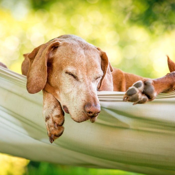 Photographic Cute Dog Relaxing In A Hammock Card