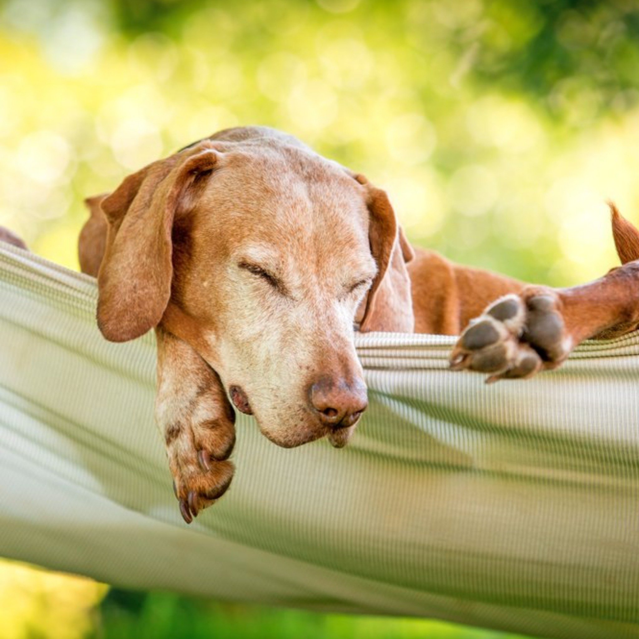 Moonpig Photographic Cute Dog Relaxing In A Hammock Card, Square