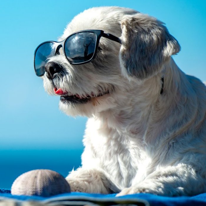 Cool Cute Maltese Dog In Sunglasses Card