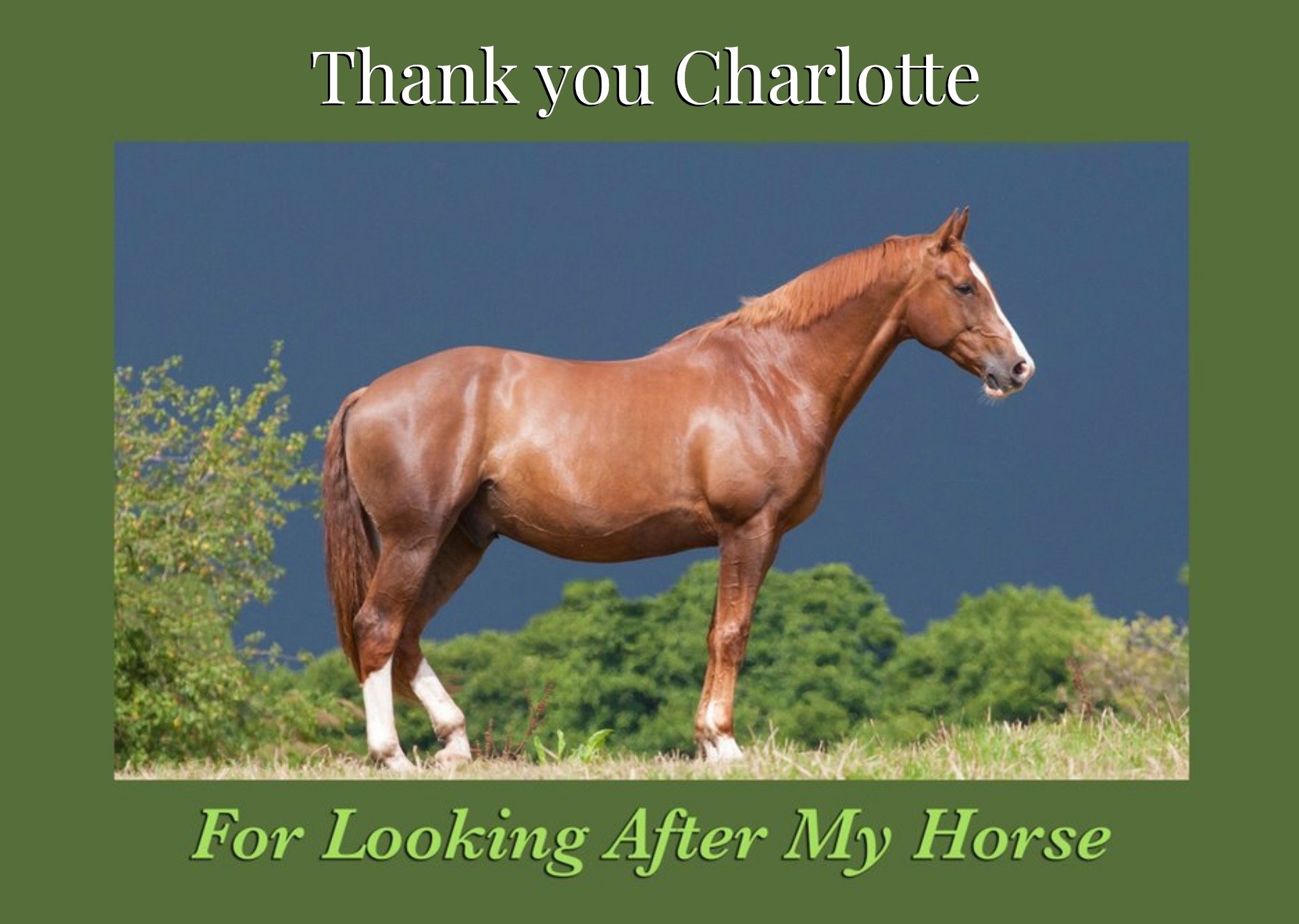 Equine Alex Sharp Photographic Thank You For Looking After My Horse Card Ecard