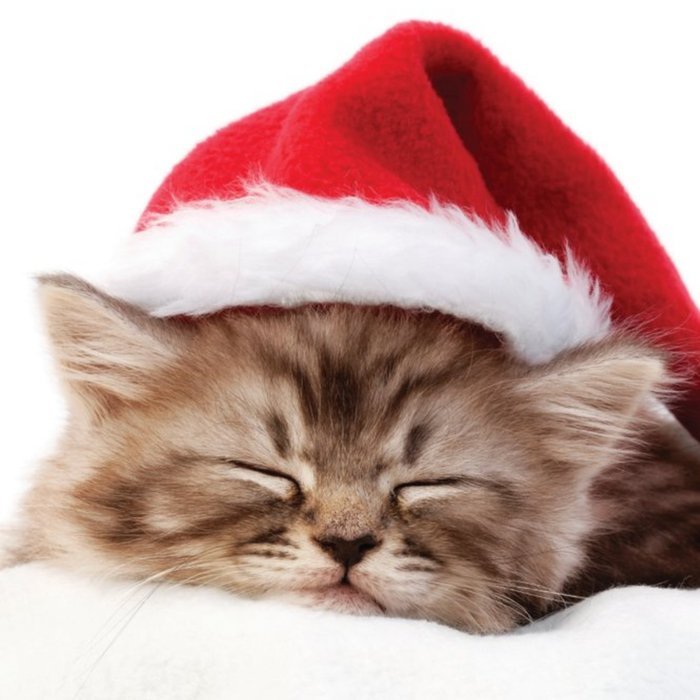 Cat Christmas Card