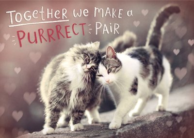 Cute Cuddling Cats We Make A Purrrrect Pair Valentine's Day Card