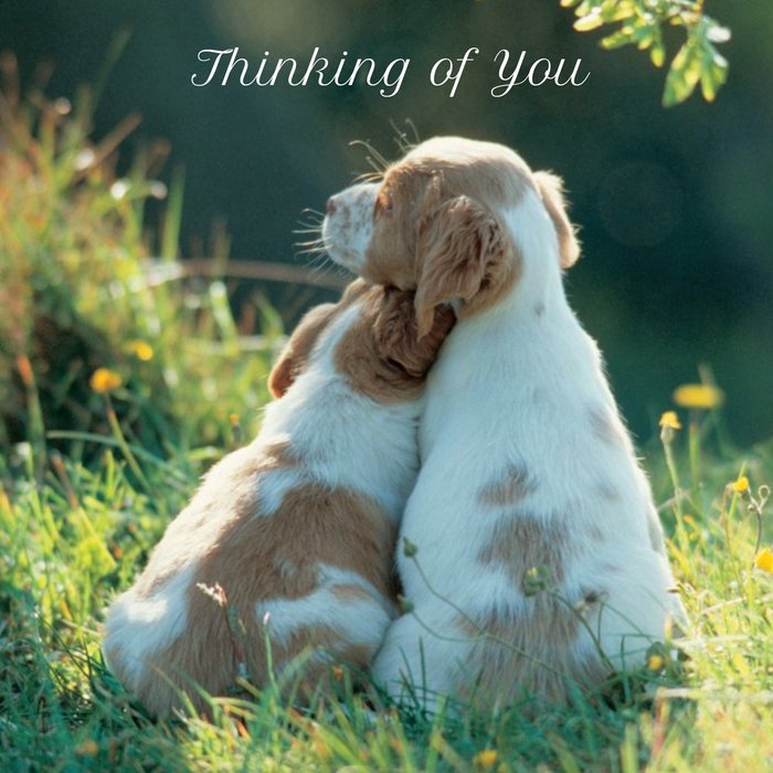 Cute Puppies Personalised Thinking Of You Card