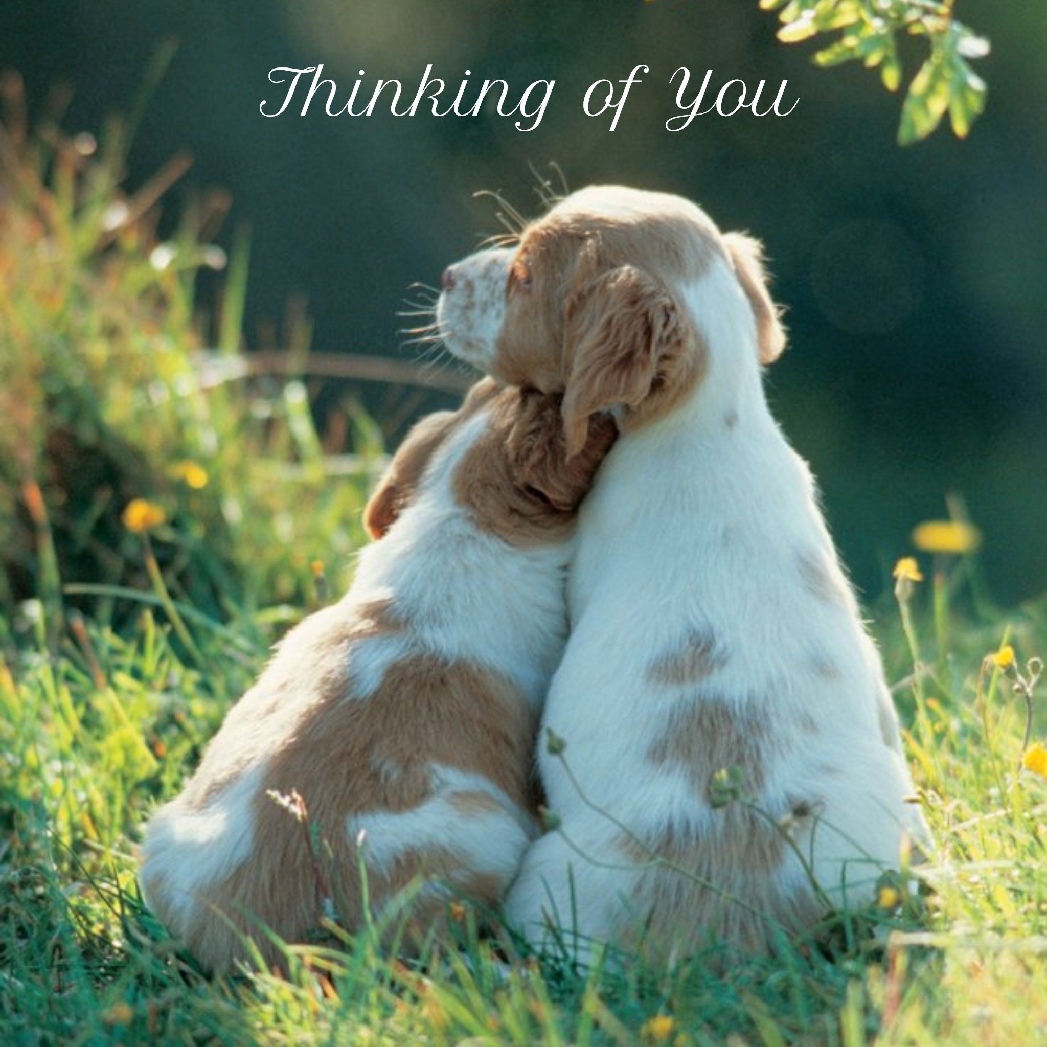 Cute Puppies Personalised Thinking Of You Card, Square