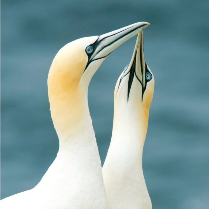 Photographic Northern Gannets In County Wexford Ireland Just A Note Card