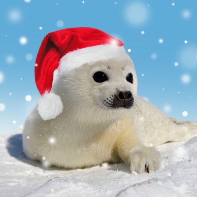 Seal Pup Christmas Card