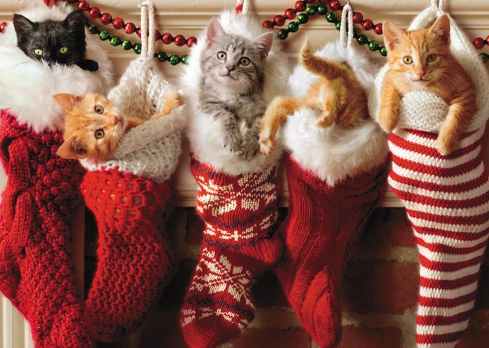 Cute Cats In Santa Stockings Christmas Card