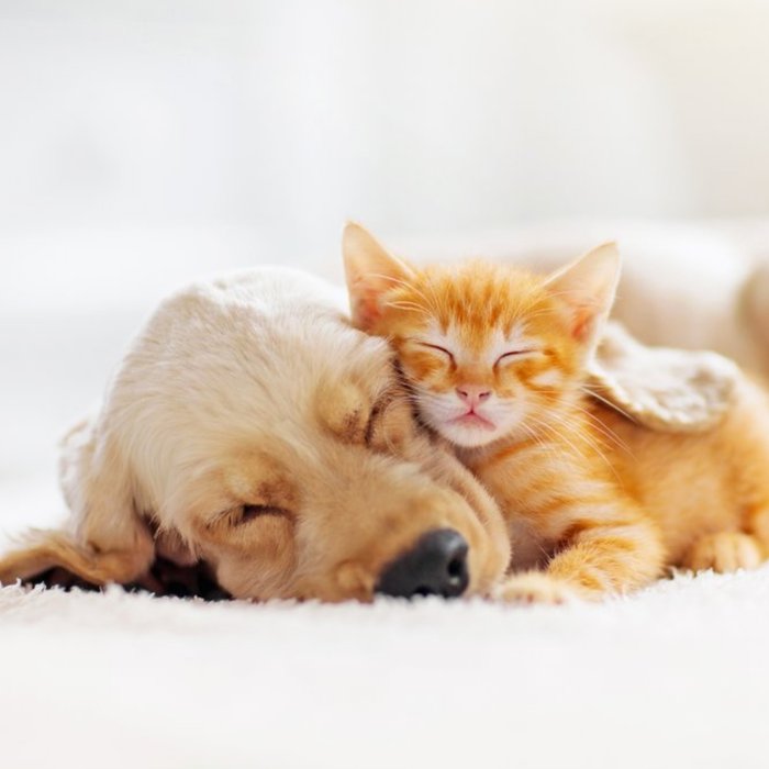 Dog and Cat Cuddling Cute Just A Note Card