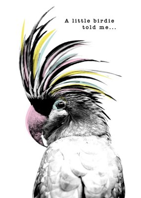 Modern Design Parrot A Little Birdie Told Me Card