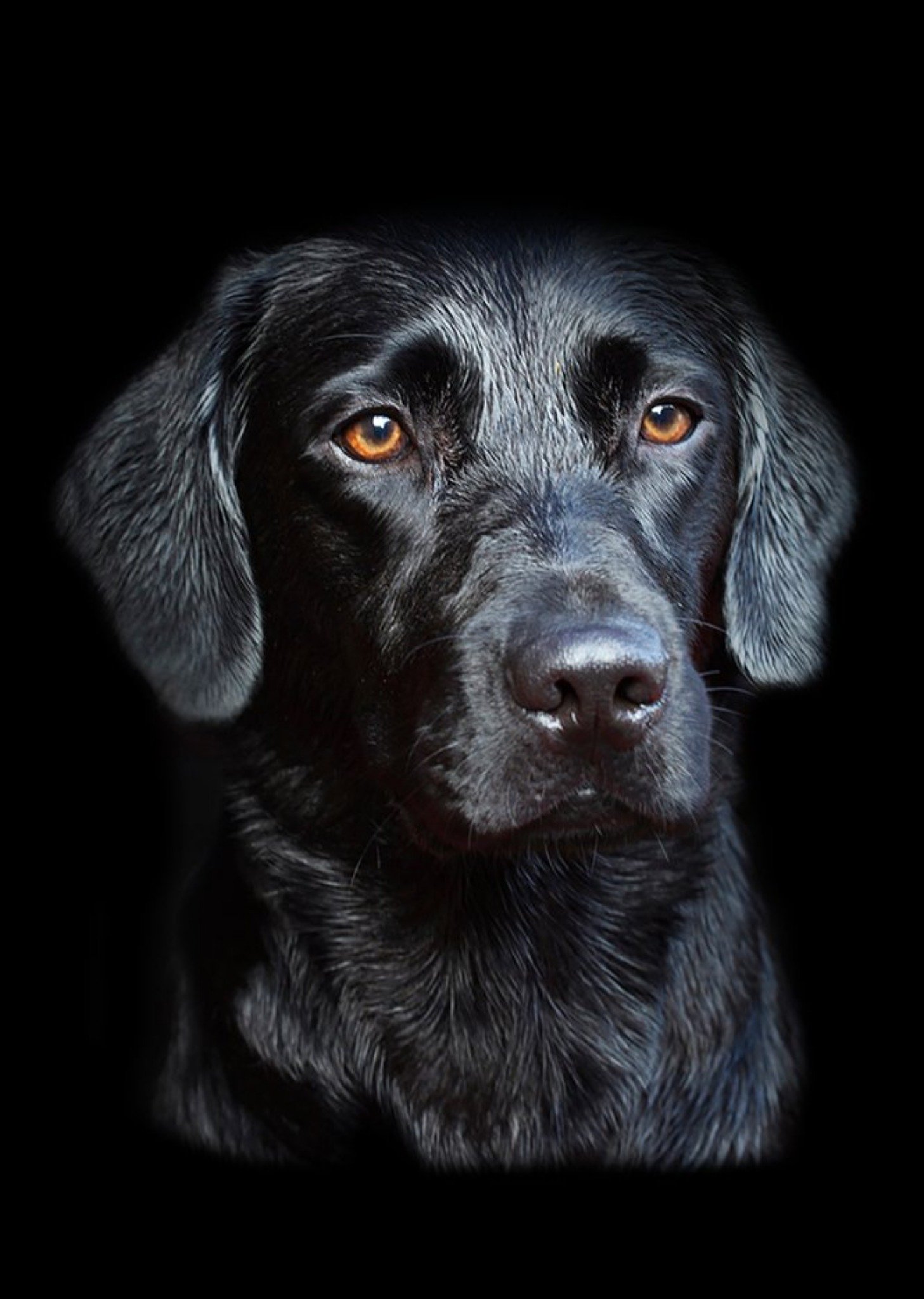 Moonpig Photo Of Black Labrador Dog Card, Large