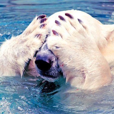 Photographic Sorry Belated Birthday Polar Bear Animals