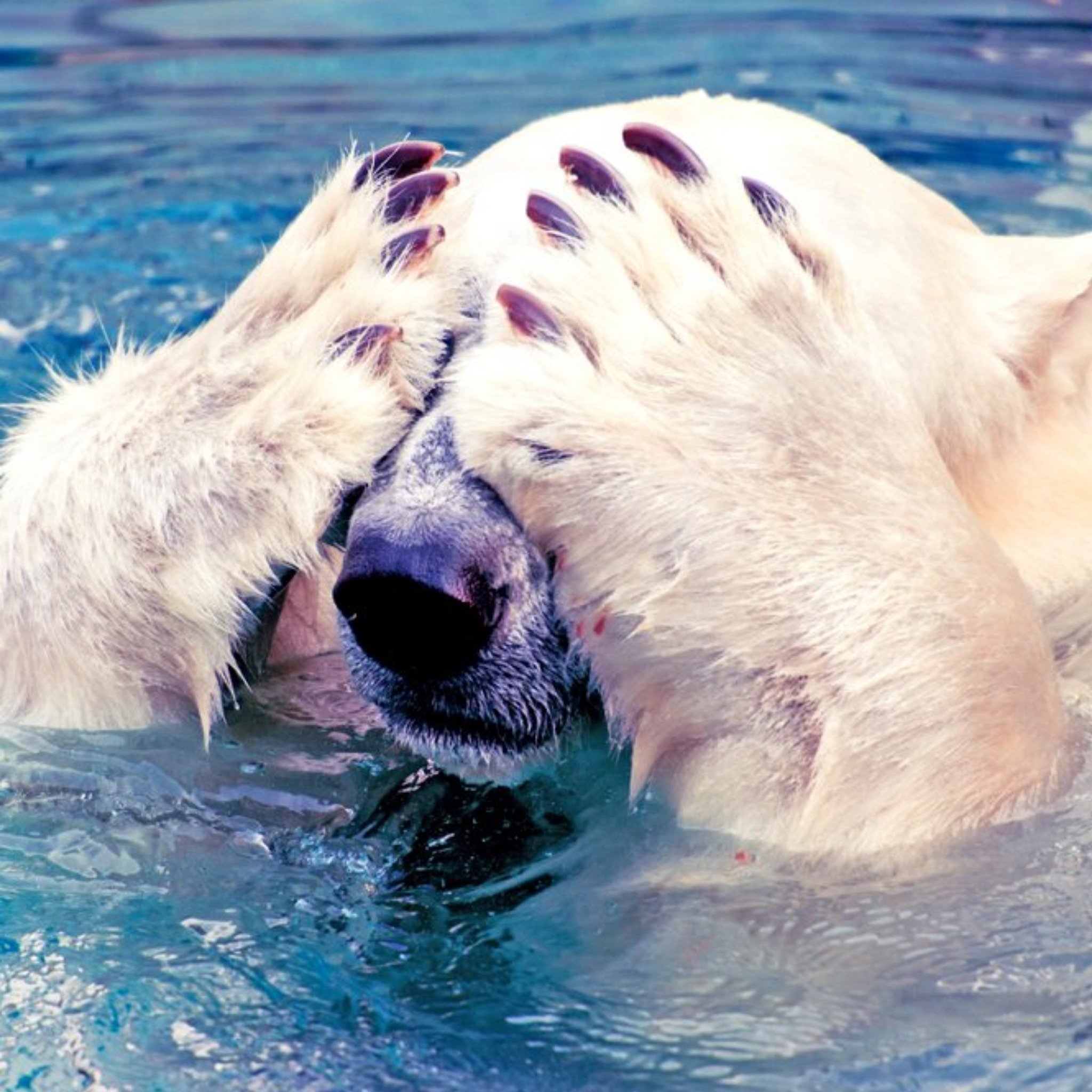 Moonpig Photographic Sorry Belated Birthday Polar Bear Animals, Square Card