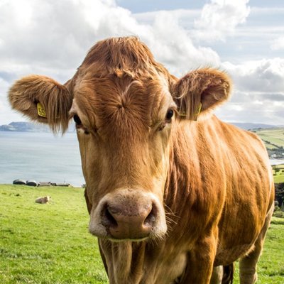 Photographic Cow In County Antrim Ireland Just A Note Card
