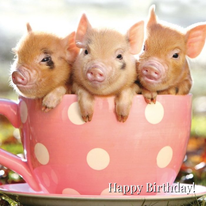 Teacup Pig Birthday Card