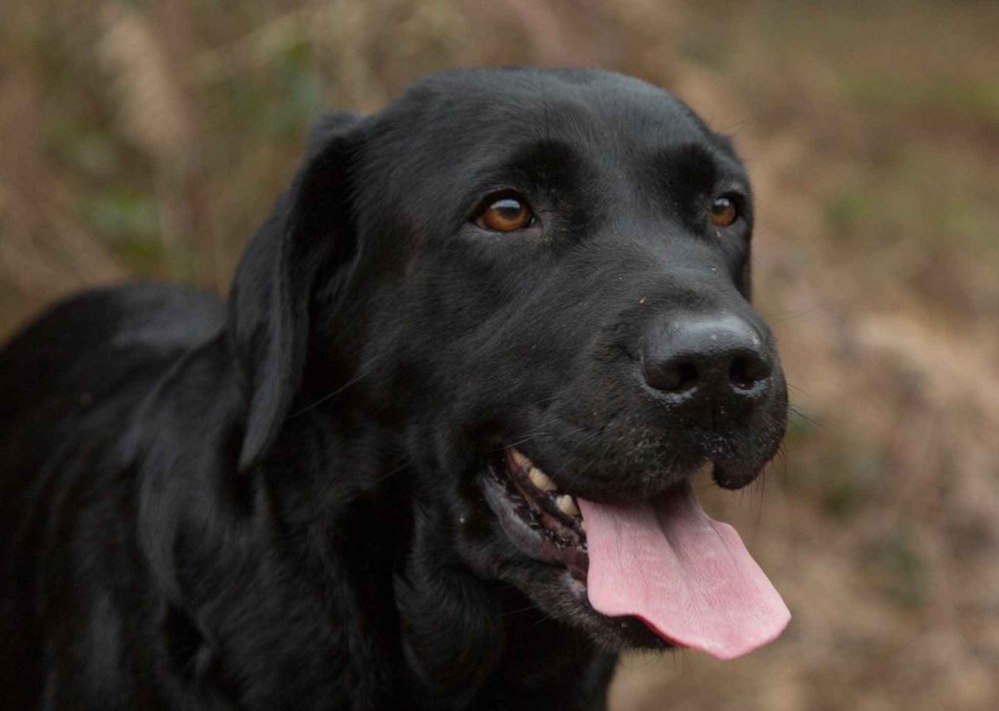 Photo Of Black Labrador Dog Card Ecard