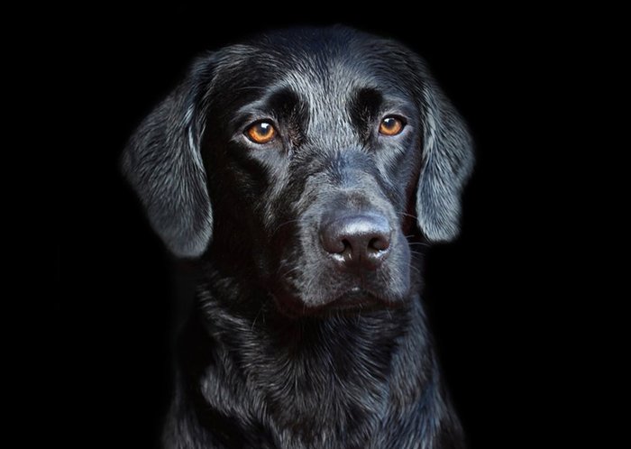Photo of Black Labrador Dog Card