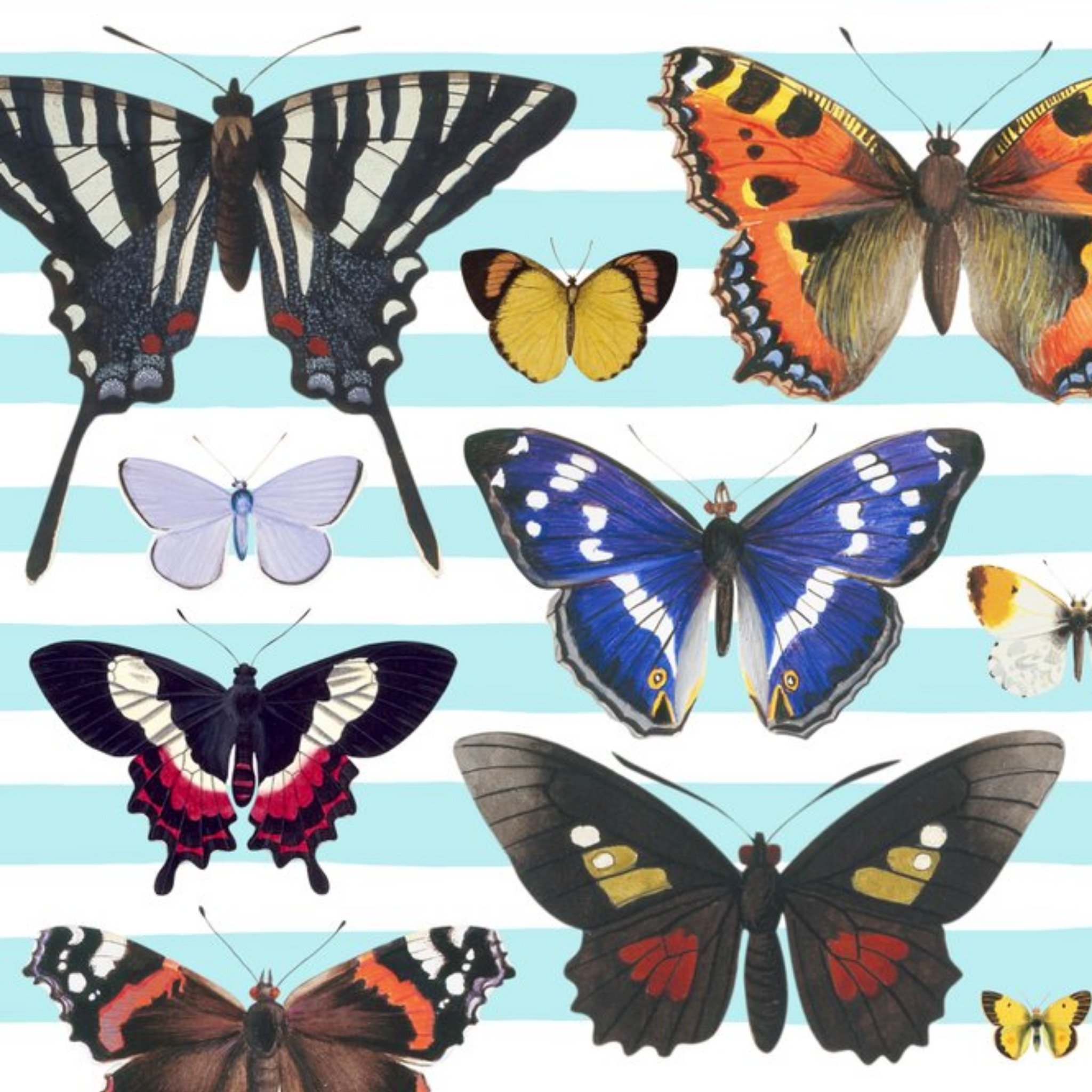 The Natural History Museum Multi-Butterfly Striped Card, Square