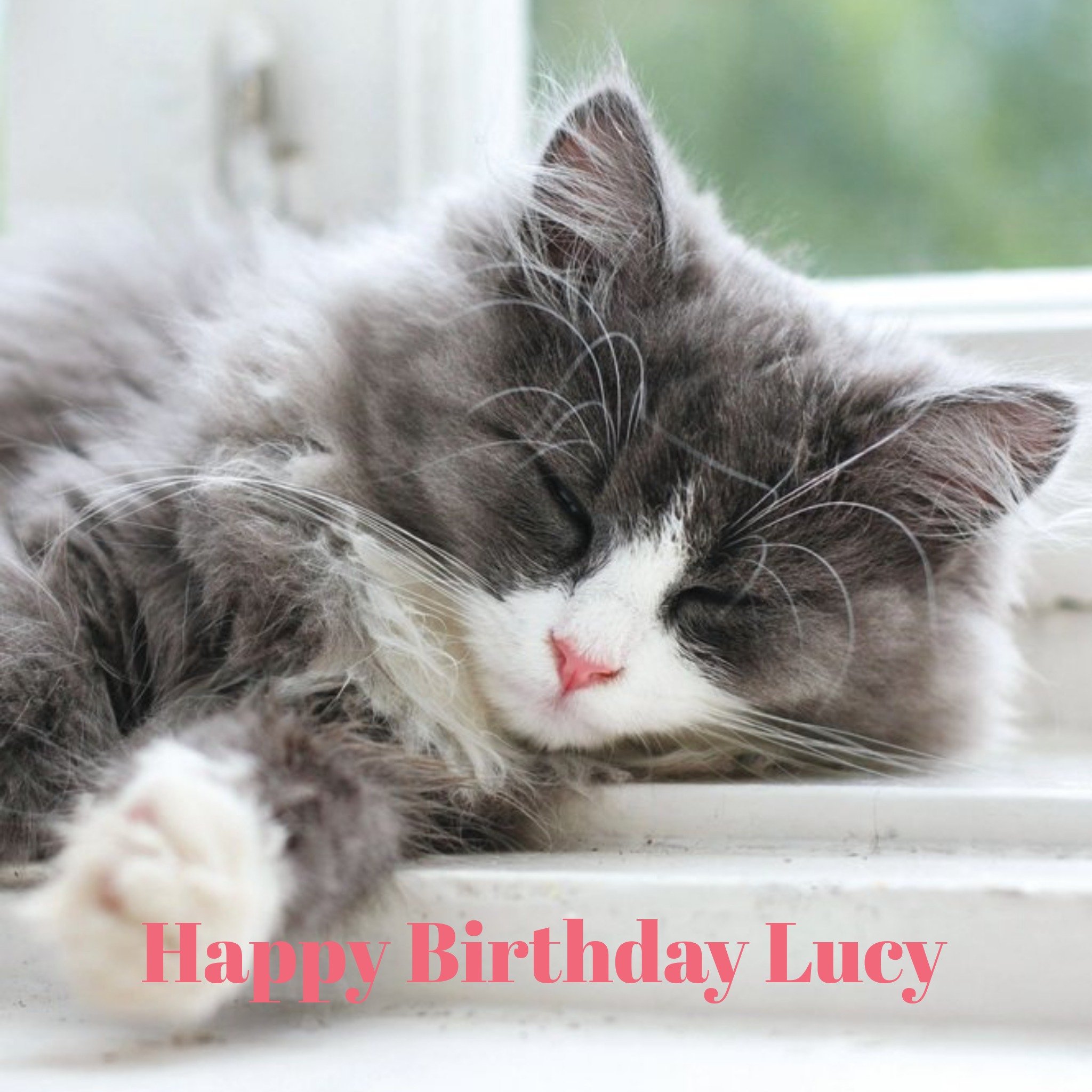Moonpig Cat Birthday Card, Large