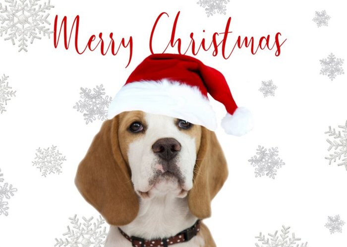 Photo Of Dog Beagle Merry Christmas Card