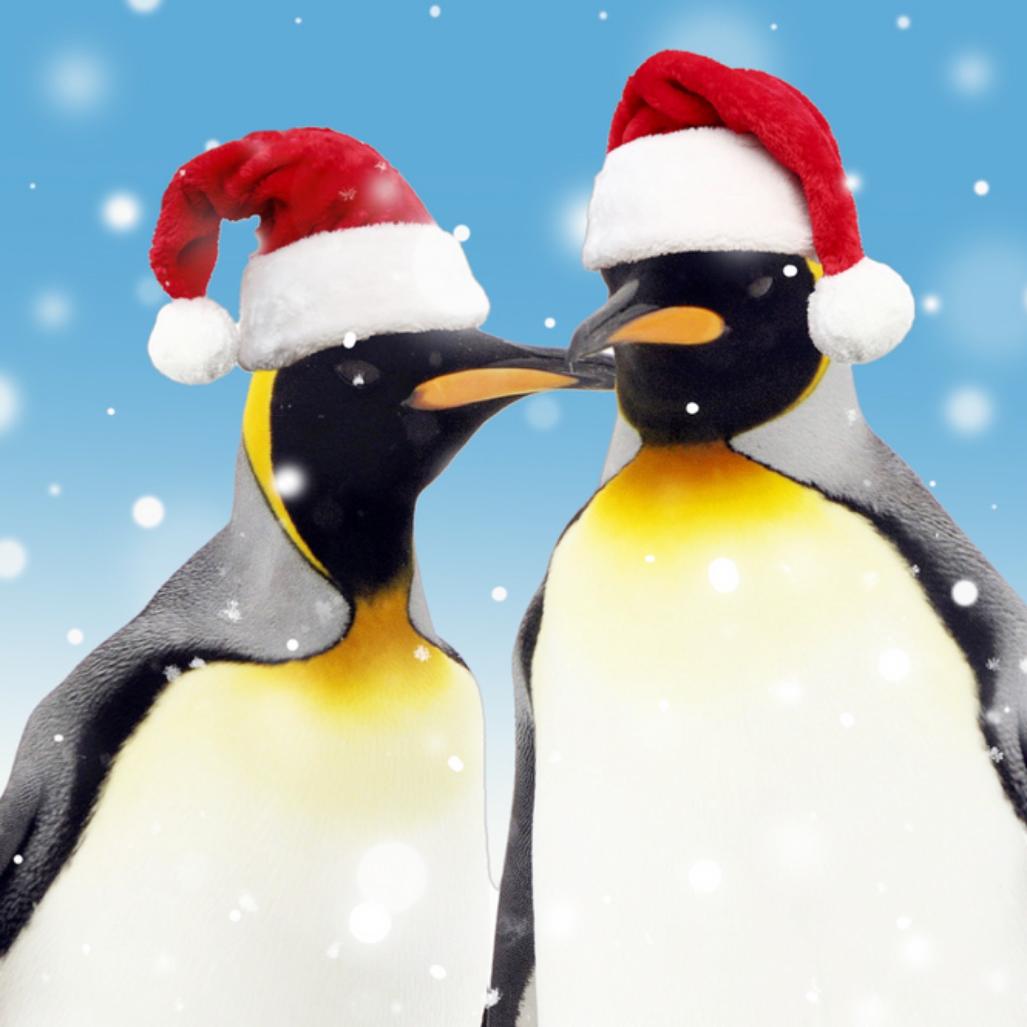 Moonpig Penguins Christmas Card, Square